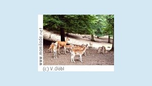 Wildpark Ernstbrunn ü Wildpark Ernstbrunn