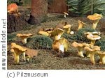 Einöde Pilzmuseum Kärnten Einöde Pilzmuseum Kärnten