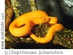 Scharnstein Reptilienzoo Schule