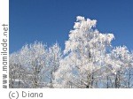 Nationalpark Kalkalpen Schneeschuh