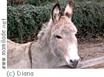 Zoo Linz Kindergeburtstag Zoo Linz Kindergeburtstag