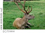 Rauris Alpenwildgehege Bucheben