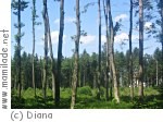 Mattighofen Waldlehrpfad Hofau Mattighofen Waldlehrpfad Hofau