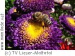 Maltataler Bienenlehrpfad