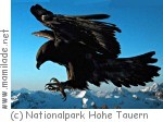 Rauris Nationalparkhaus König der Lüfte Rauris Nationalparkhaus König der Lüfte