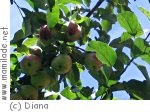 Lohnsburg Obstlehrgarten Lohnsburg Obstlehrgarten