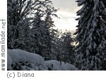 Liebenau Winterwanderung Liebenau Winterwanderung