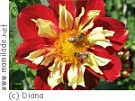 Zwettl Bienen-Erlebnisweg Zwettl Bienen-Erlebnisweg