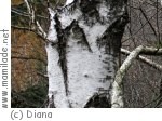 Kuchl Naturlerpfad Bürgerausee Kuchl Naturlerpfad Bürgerausee