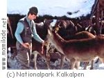 nationalpark- kalkalpen-wildfütterung