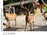 Großgmain Wolfschwang Wildgehege Großgmain Wolfschwang Wildgehege