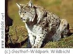 Wildpark Wildbichl Wildpark Wildbichl