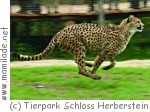 Tierpark Herberstein Tierpark Herberstein