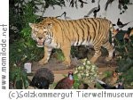 Salzkammergut Tierweltmuseum Salzkammergut Tierweltmuseum