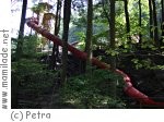 Ridors Wald Ridors Wald