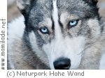 Hohe Wand - Husky Touren