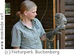 Naturpark Buchenberg, Waldkauzbaby Naturpark Buchenberg, Waldkauzbaby