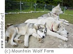 Sommer Schlittenhundefahrt in Aigen Mountain Wolf Farm