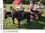 Kindergeburtstag am Reithof Aupor