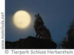 Tierpark Schloss Herberstein Wolfmond ü