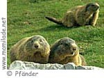 Alpenwildpark Pfänder ü Alpenwildpark Pfänder ü