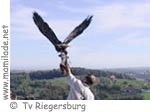 Riegersburg Greifvogel ü