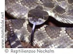Reptilienzoo Nockalm ü