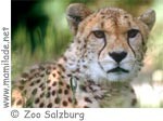 Zoo Salzburg ü