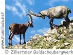 Zillertaler Goldschaubergwerk Wildpark ü