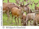 Wildpark Kleefeld Hirsch ü Wildpark Kleefeld Hirsch ü