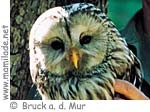 Bruck Naturschutzzentrum ü Bruck Naturschutzzentrum ü