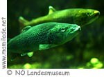 NÖ Landesmuseum Fauna ü NÖ Landesmuseum Fauna ü