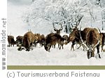 Wildtierfütterung in Faistenau Wildtierfütterung in Faistenau
