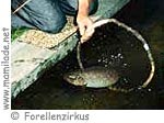 Forellenzirkus ü