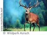 Wildpark Aurach ü