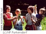 Geführte Erlebniswanderung im Naturpark Purkersdorf ü Geführte Erlebniswanderung im Naturpark Purkersdorf ü