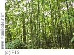 Wald 8 ü