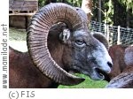 Wildpark Gemse m Wildpark Gemse m