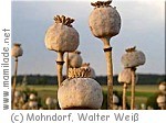 Mohndorf Armschlag Kapsel ü Mohndorf Armschlag Kapsel ü