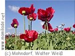 Mohndorf Armschlag Blüte ü