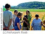 Naturpark Raab Kornweg in Minihof-Liebau ü