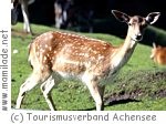 Wildgehege  in Achenkirch