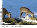 Wildfütterung in Lech