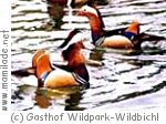 Schule: Wildpark Wildbichl Schule: Wildpark Wildbichl