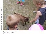 Streichelzoo Möcklebur in Dornbirn Streichelzoo Möcklebur in Dornbirn