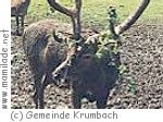 Krumbach: Wanderung zum Wildgehege Krumbach: Wanderung zum Wildgehege