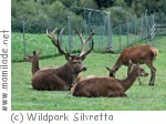 Wildpark Silvretta bei Ischgl Wildpark Silvretta bei Ischgl