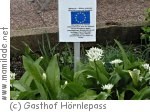 Alpenkräutergarten/Pfad der Sinne am Hörnlepass bei Riezlern Alpenkräutergarten/Pfad der Sinne am Hörnlepass bei Riezlern