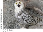 Greifvogelpark Telfes Greifvogelpark Telfes