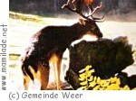 Wildgehege am Seabl in Weer Wildgehege am Seabl in Weer